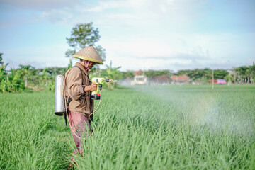 A senior male farmer spraying pesticide on rice green field. Protect rice field from plant pests. Elder working at nature.