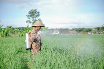 A senior male farmer spraying pesticide on rice green field. Protect rice field from plant pests. Elder working at nature.