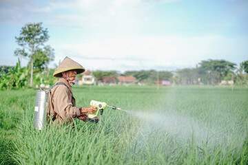 A senior male farmer spraying pesticide on rice green field. Protect rice field from plant pests. Elder working at nature.