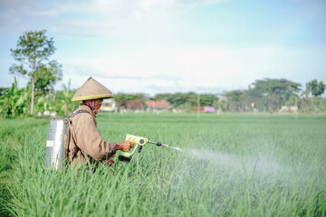 A senior male farmer spraying pesticide on rice green field. Protect rice field from plant pests. Elder working at nature.