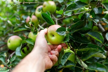 Hand reaching for ripe green apple among branches in sunny orchard during harvest season