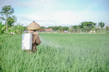 A senior male farmer spraying pesticide on rice green field. Protect rice field from plant pests. Elder working at nature.