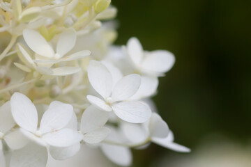 White Hydrangea flowers in a summer garden. Macro shot of beautiful delicate petals.