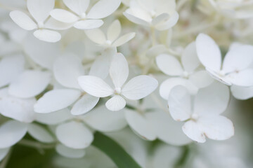 White Hydrangea flowers in a summer garden. Macro shot of beautiful delicate petals.