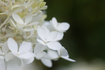 Fototapeta premium White Hydrangea flowers in a summer garden. Macro shot of beautiful delicate petals.