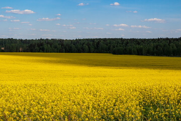 Picturesque yellow rapeseed field stretching into the distance to the forest