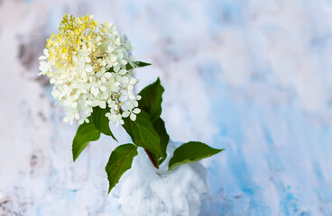 White Hydrangea flowers in a vase on the weathered wooden table.