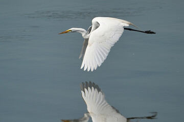 Great egret in majestic flight over the lake.