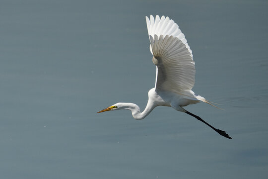 Great egret in majestic flight over the lake.