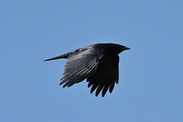 American Crow in flight with clear sky in the background.
