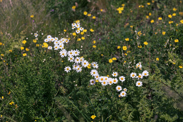 Natural meadow with wildflowers, daisy and other yellow flowers, view from above
