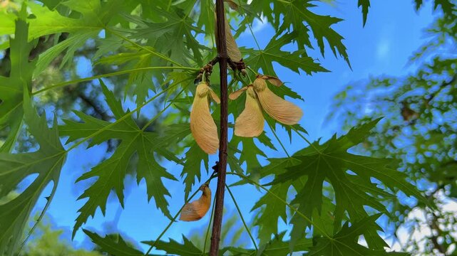 The leaves and helicopter seeds (winged samara fruits) of silver maple