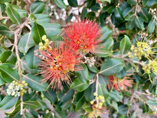 Lehua tree, Hawaiian Metrosideros  or Metrosideros polymorpha red blossoms  isolated on green leaves background