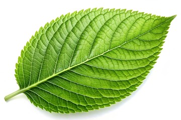 green leaf isolated on white