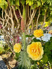 Yellow roses isolated on Tajinaste or Tower of Jewels background in Vilaflor, Tenerife, Canary Islands, Spain 