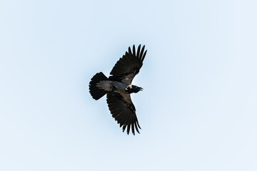 Obraz premium Hooded Crow Flying in the Sky with Wings Spread