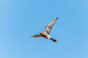 Common kestrel, Falco tinnunculus, hovered in the air in search of prey