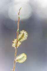 Nature awakes in spring. Blooming willow twigs and furry willow-catkins, so called seals or cats. Holly willow, Salix caprea
