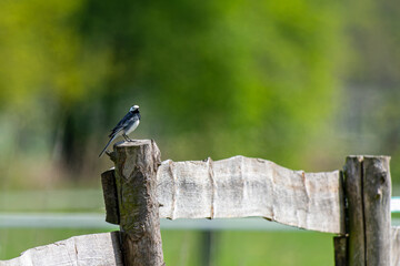 eine Stelze sitzt auf einem Baumstamm