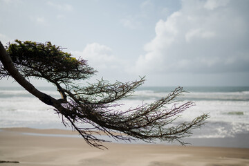 Beach Tree