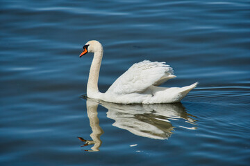 Graceful Mute Swan Gliding on Blue Water