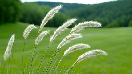 Tall, white grass stalks sway gently in a lush green field under a clear sky