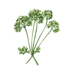 parsley isolated on white