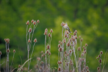 A male Corn Bunting sits on a dry wild teasel plant and sings on a cloudy spring day.	