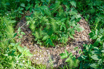 Truck tire discarded in nature overgrown with grass, environmental issues