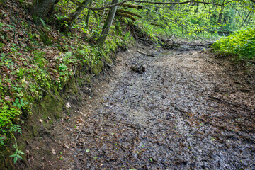 A dried-up stream in the forest in the hot summer