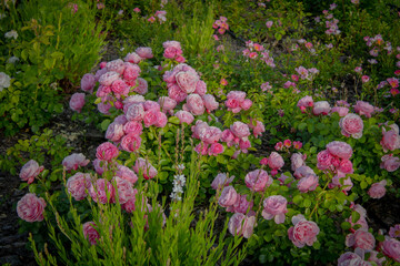 Obraz premium flowers