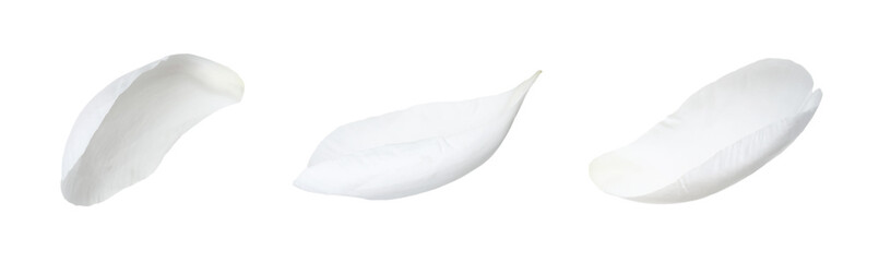 Beautiful peony petals on white background, set