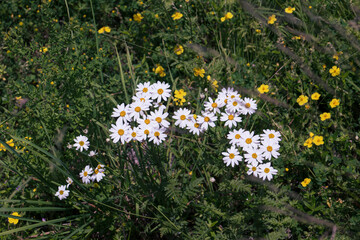 Natural meadow with wildflowers, daisy and other yellow flowers, view from above