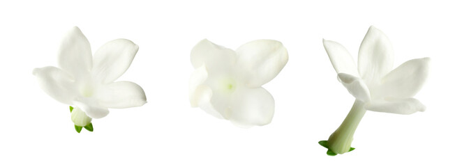 Beautiful small jasmine flowers isolated on white, set