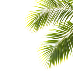Palm tree leaves isolate on white background