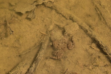 frog hiding under sticks and mud in a pond