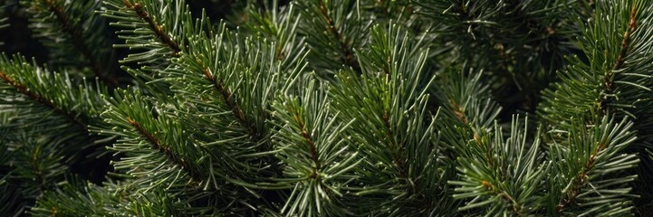 Close-up of pine tree needles (1)