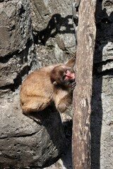 木にかじりつくニホンザル