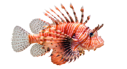 Isolated Lionfish