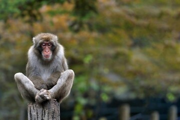 柱の上で足を組むニホンザル