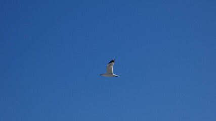 isolated flying white river gull against a blue cloudless sky