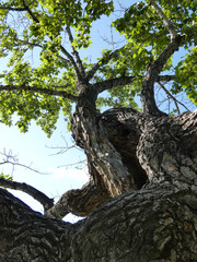 An old tree with a twisted trunk, rough bark and green leaves, seen from below against a bright blue sky. A background with a natural perspective