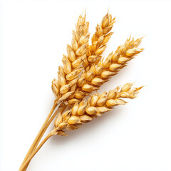 Golden Wheat Ear: Nature's Bounty , white background cut out PNG