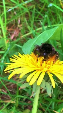 A bumblebee collects pollen from a dandelion. A bee pollinates a plant in the wild.