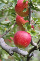 赤く色づいたりんご（陽光）のクローズアップ