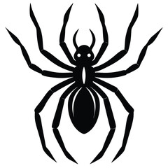 spider on a white background