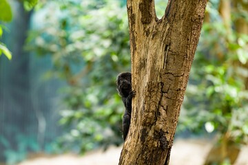 Black-mantled Tamarin Peeking from Behind Tree in Tropical Forest Habitat