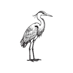 A majestic great blue heron standing tall, a detailed hand-drawn illustration