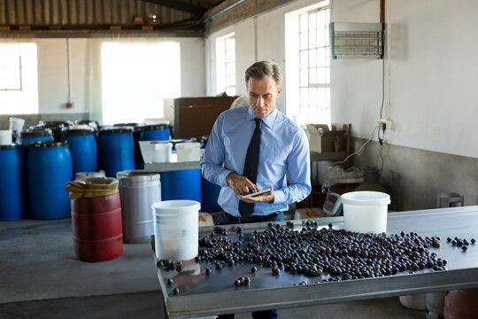 Middle-aged man wearing business attire examining olives on sorting table in warehouse using tablet - Powered by Adobe