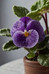 Saintpaulia, African violet, close-up, professional photo, stock photograph
